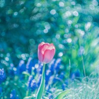 tulip 23 - garden decoration stock pictures, royalty-free photos & images