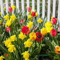 tulip flowers and daffodils - garden decoration stock pictures, royalty-free photos & images
