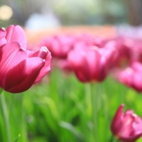 tulip,multicolored tulips in the gardens of chiang rai, thailand - garden decoration stock pictures, royalty-free photos & images