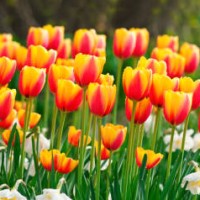 tulips and daffodils (panoramic image) - garden decoration stock pictures, royalty-free photos & images