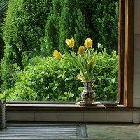 tulips in kitchen window - garden decoration stock pictures, royalty-free photos & images