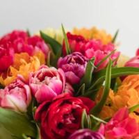 tulpen, blumenstrauß - garden decoration stockfoto's en -beelden