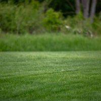 turf in backyard - garden decoration stock pictures, royalty-free photos & images