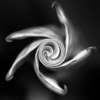 twists of fate - garden decoration stock pictures, royalty-free photos & images