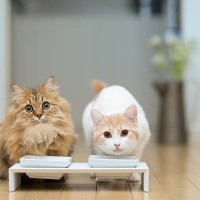 two cats with milk around mouths - food stock pictures, royalty-free photos & images