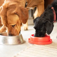 two dogs eating together from their food bowls - food stock pictures, royalty-free photos & images