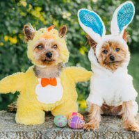 two dogs in chicken and bunny costumes - garden decoration stock pictures, royalty-free photos & images
