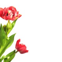 two red spring tulip flowers isolated on white background with copy space - garden decoration stock pictures, royalty-free photos & images