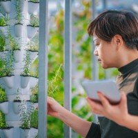 une femme chinoise asiatique examinant des menthes dans une serre hydroponic vertical farm eco system comparant la date avec une tablette numérique - garden decoration photos et images de collection