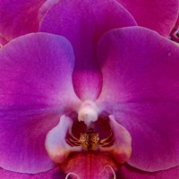 up close orchid - garden decoration stock pictures, royalty-free photos & images