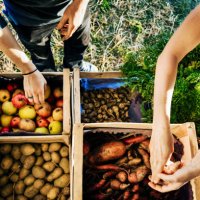 urban farmers organising crates of fruits and vegetables on truck - food stock pictures, royalty-free photos & images