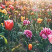 variety of blooming fragrant flowers in the garden - garden decoration stock pictures, royalty-free photos & images