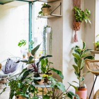 variety of plants on display in cafe - home decoration stock pictures, royalty-free photos & images