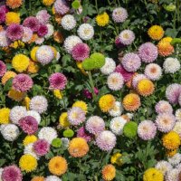various colours of chrysanthemums pompon flowers grow in the garden. - garden decoration stock pictures, royalty-free photos & images