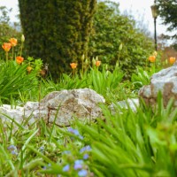 various flowers - garden decoration stock pictures, royalty-free photos & images