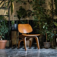 various indoor flowers in clay pots in the living room. stylish composition of the home garden, modern decor. urban jungle interior with indoor plants and wooden chair. - garden decoration stock pictures, royalty-free photos