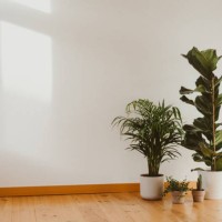 various indoor plants on the floor in an empty room - home decoration stock pictures, royalty-free photos & images