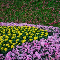 various kind of flowers grow in ornamental garden. - garden decoration stock pictures, royalty-free photos & images