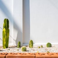 various of cactus planting in ornamental garden. - garden decoration stock pictures, royalty-free photos & images