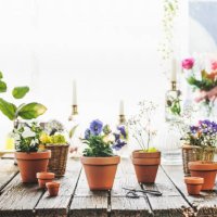 various potted flowers and plants in terracotta pots at rustic brown wooden table with window background and natural sunlight with bokeh - garden decoration stock pictures, royalty-free photos & images