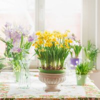 various springtime flowers in pots and vases : yellow daffodils and purple hyacinths, on table at sunny window - garden decoration stock pictures, royalty-free photos & images