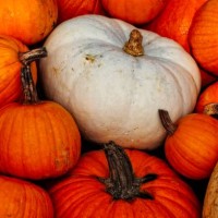 various types of pumpkins clustered together at a farmer's market. - garden decoration stock pictures, royalty-free photos & images