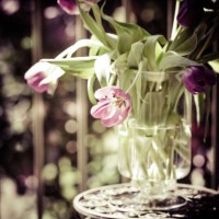 vase with tulips, light and shadow, the vase with water stan - garden decoration stock pictures, royalty-free photos & images