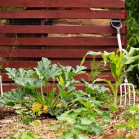 vegetable garden landscape with zucchini bush next to corn plant in the garden bed against red fence - garden decoration stock pictures, royalty-free photos & images