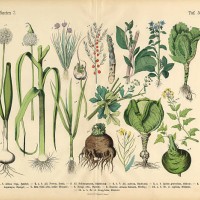 vegetables, fruit and berries of the garden, victorian botanical illustration - food stock illustrations
