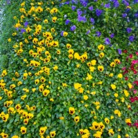 vertical garden - garden decoration stock pictures, royalty-free photos & images