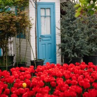 vibrant field of red tulips in spring garden. ornamental garden design elements. landscape design details. - garden decoration stock pictures, royalty-free photos & images