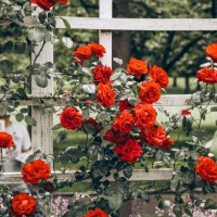 vibrant red roses blooming on garden trellis in lush outdoor setting - garden decoration stock pictures, royalty-free photos & images
