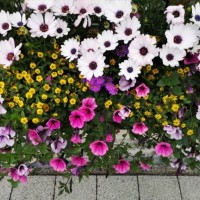 view from above of a gorgeous blossoming flower pot, patterned ground under it - garden decoration stock pictures, royalty-free photos & images