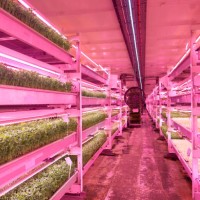 View of the central corridor of the farm with benches containing pea shoots at different stages of growth on either side at the Growing Underground...