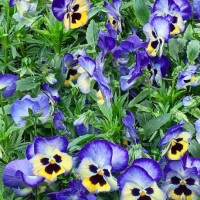 viola cornuta, known as horned pansy or horned violet - garden decoration stock pictures, royalty-free photos & images