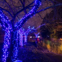 Visitors pass an illuminated tree at the botanical gardens in Berlin, Germany, 17 December 2017. At nightfall visitors are able to admire the more...