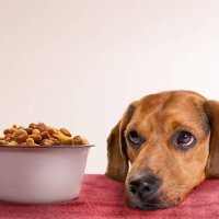 waiting - food stock pictures, royalty-free photos & images