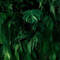 wall with green tropical plants indoors. - garden decoration stock pictures, royalty-free photos & images