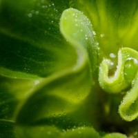 water lettuce - food stock pictures, royalty-free photos & images