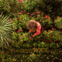 watering flowers in garden - garden decoration stock pictures, royalty-free photos & images