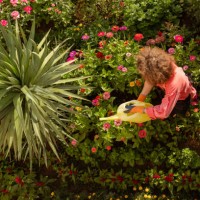 watering plants - garden decoration stock pictures, royalty-free photos & images