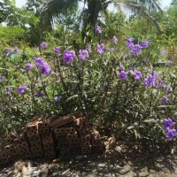 waterkanon, watrakanu, minnieroot, iron root, feverroot, popping pod, cracker plant, trai-no, toi ting acanthaceae, britton’s wild, mexican bluebell, petunia violet flower blooming in garden on nature background - garden deco