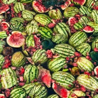 watermelon waste on chandpur riverbank, bangladesh - food stock pictures, royalty-free photos & images