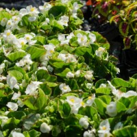 wax begonia or clubed begonia (begonia cucullata) in plastic pots - garden decoration stock pictures, royalty-free photos & images