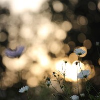 when i'm lonely - garden decoration stock pictures, royalty-free photos & images