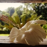 when you stand still and life moves on - garden decoration stock-fotos und bilder