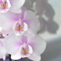 white and pink phalaenopsis orchid (moth orchids) - home decoration stock pictures, royalty-free photos & images