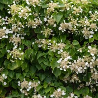 white climbing hydrangea - garden decoration stock pictures, royalty-free photos & images