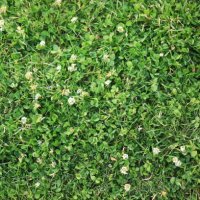 white clover common lawn weed plant (trifolium repens) - garden decoration stock pictures, royalty-free photos & images