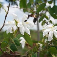 white flower blooming in garden nature background - garden decoration stock pictures, royalty-free photos & images